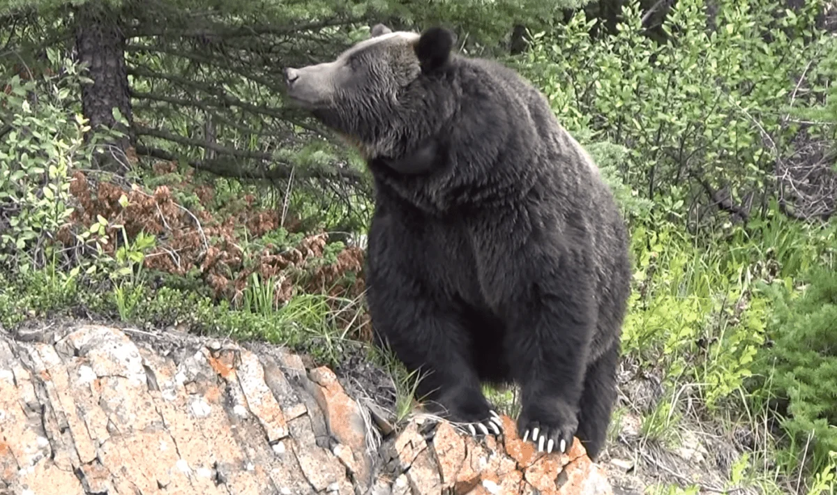Bear Spray Credited with Saving Lives of Two U.S. Army Soldiers Following Brown Bear Attack in Alaska Arctic Valley