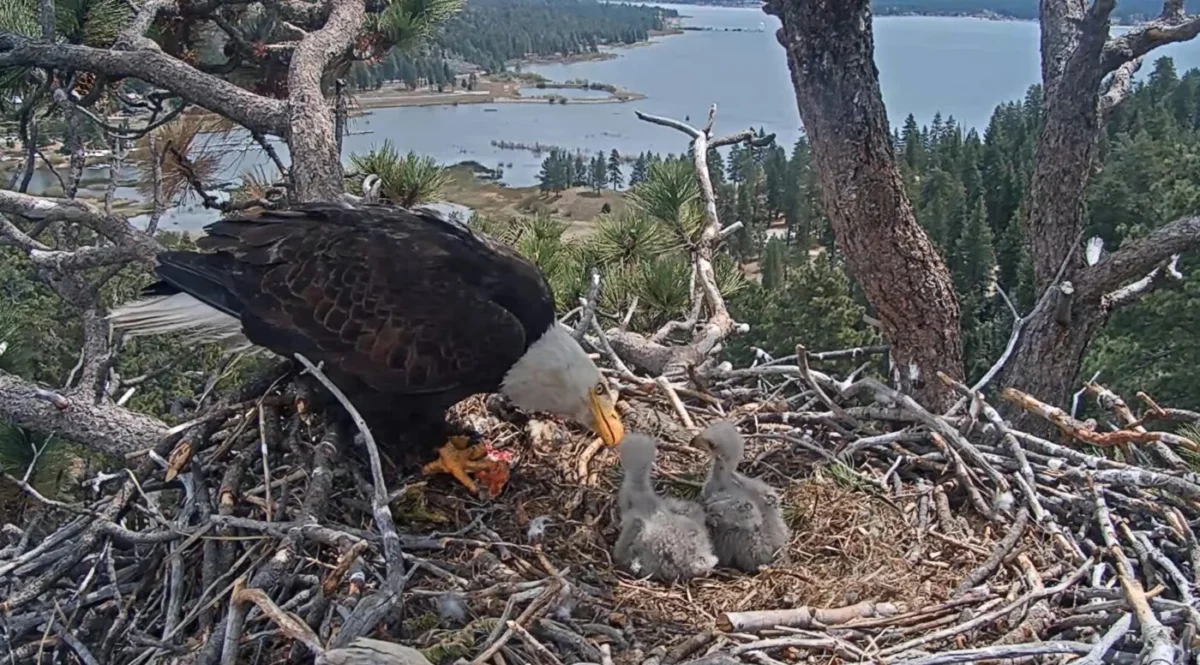 Help Name the Newest Eaglets of Big Bear Lake’s Famous Bald Eagles Jackie and Shadow