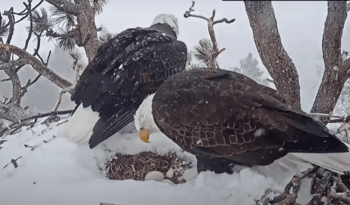 Save Big Bear’s Bald Eagles: The $10 Million Race to Protect Jackie and Shadow’s Habitat from Luxury Development