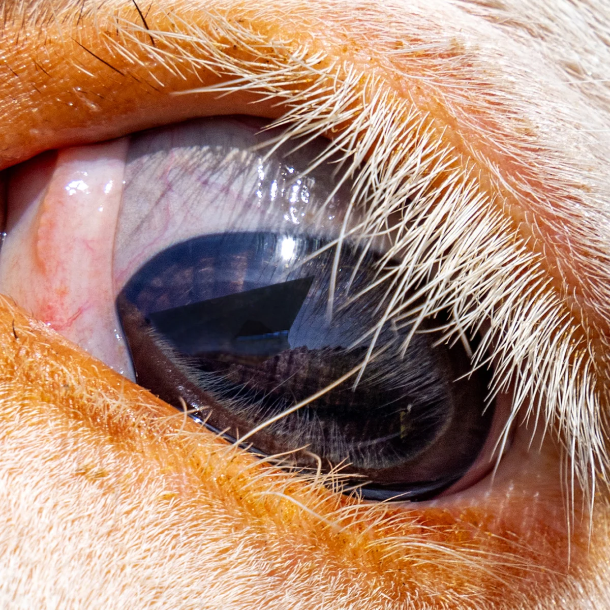 Tiroler Festspiele Erl Announces Ambitious 2026-27 Season Featuring Renowned Conductors and Star-Studded Operatic Productions