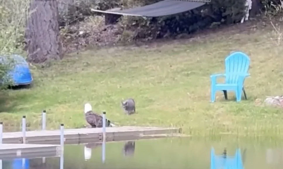 Brazen Feline Encounter with Bald Eagle in Port Orchard Serves as Cautionary Tale for Pet Owners Regarding Wildlife Interactions