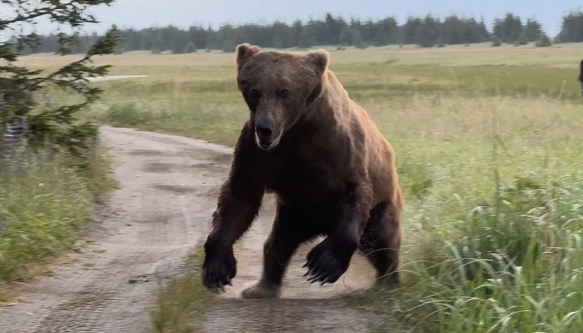 Professional Wildlife Photographer Navigates High-Stakes Grizzly Bear Encounter in Alaska Wilderness