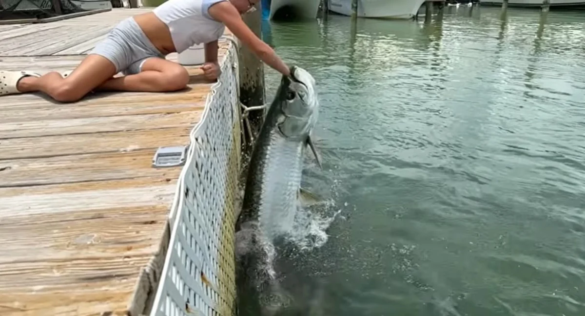 Viral Footage of Tarpon Feeding Encounters at Robbie’s Marina Highlights Risks and Wildlife Interaction Standards in the Florida Keys