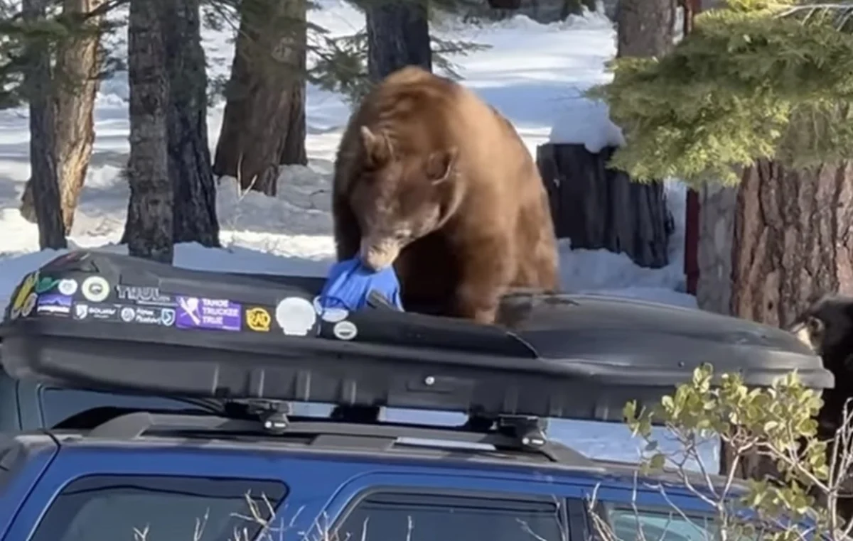 Wildlife Encounter in Lake Tahoe Highlights the Vulnerability of Vehicle Cargo Carriers to Black Bear Foraging