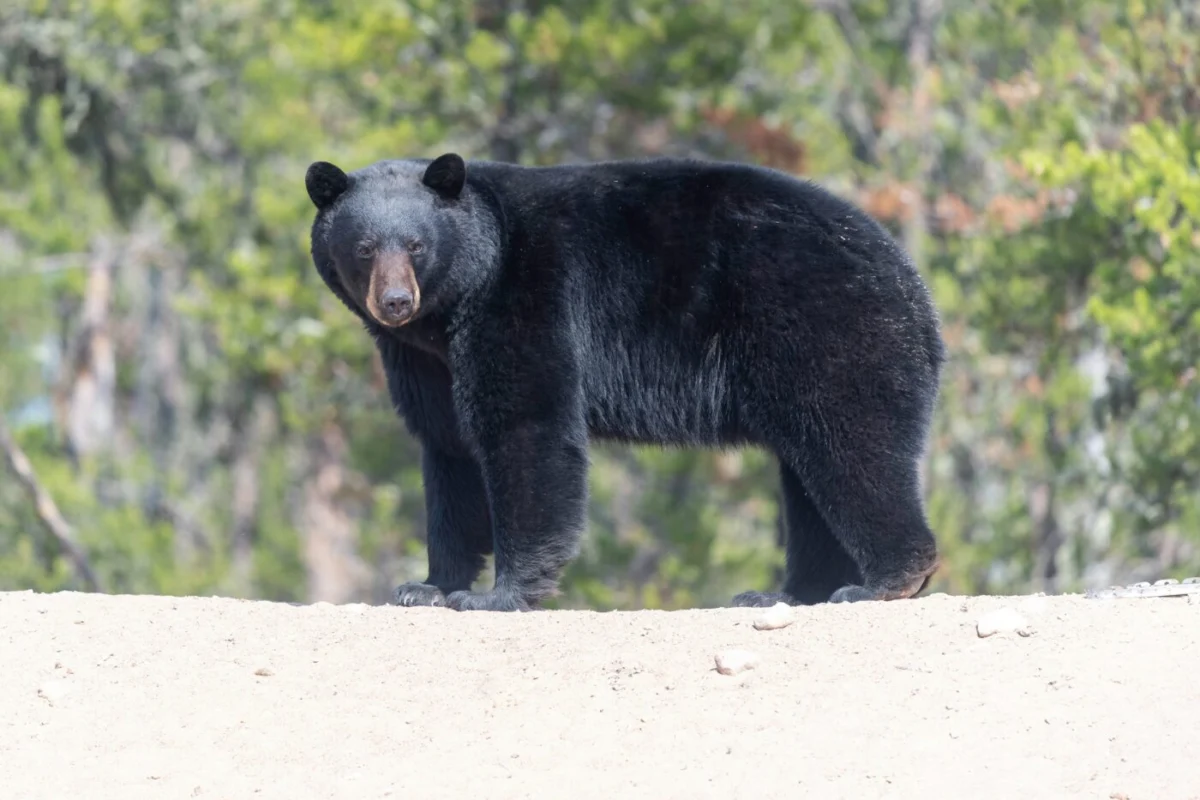 Black Bear Helps Itself Into U-Haul Van & Gets Away With Bag In North Carolina | Whiskey Riff