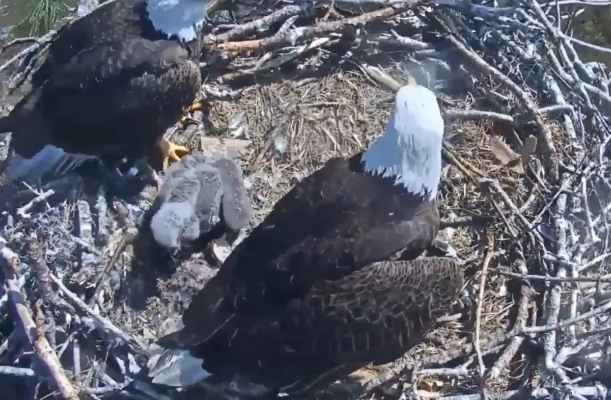 Florida Bald Eagle Livestream Captures Moment Raptor Brings Feline Remains to Nest as Prey for Growing Chicks
