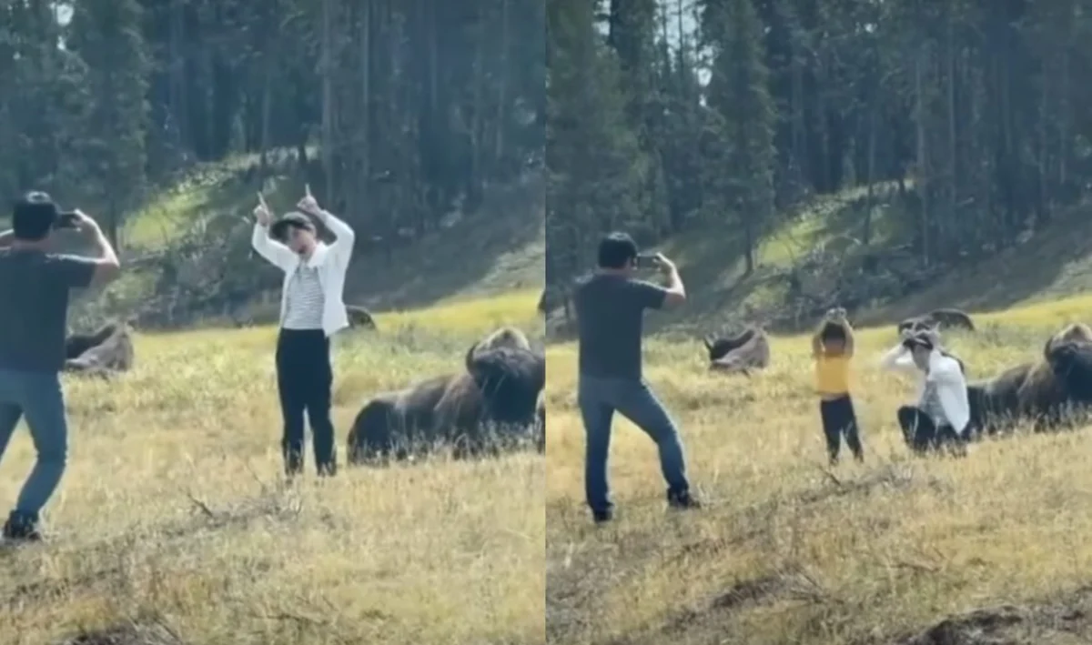 Reckless Tourist Behavior at Yellowstone National Park Raises Safety Concerns After Mother and Child Approach Bison for Photographs