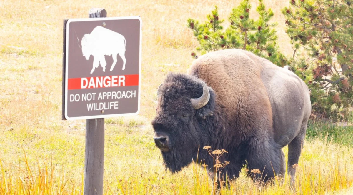 July Identified as Deadliest Month for Yellowstone National Park Visitors Amid Surge in Summer Tourism and Medical Emergencies