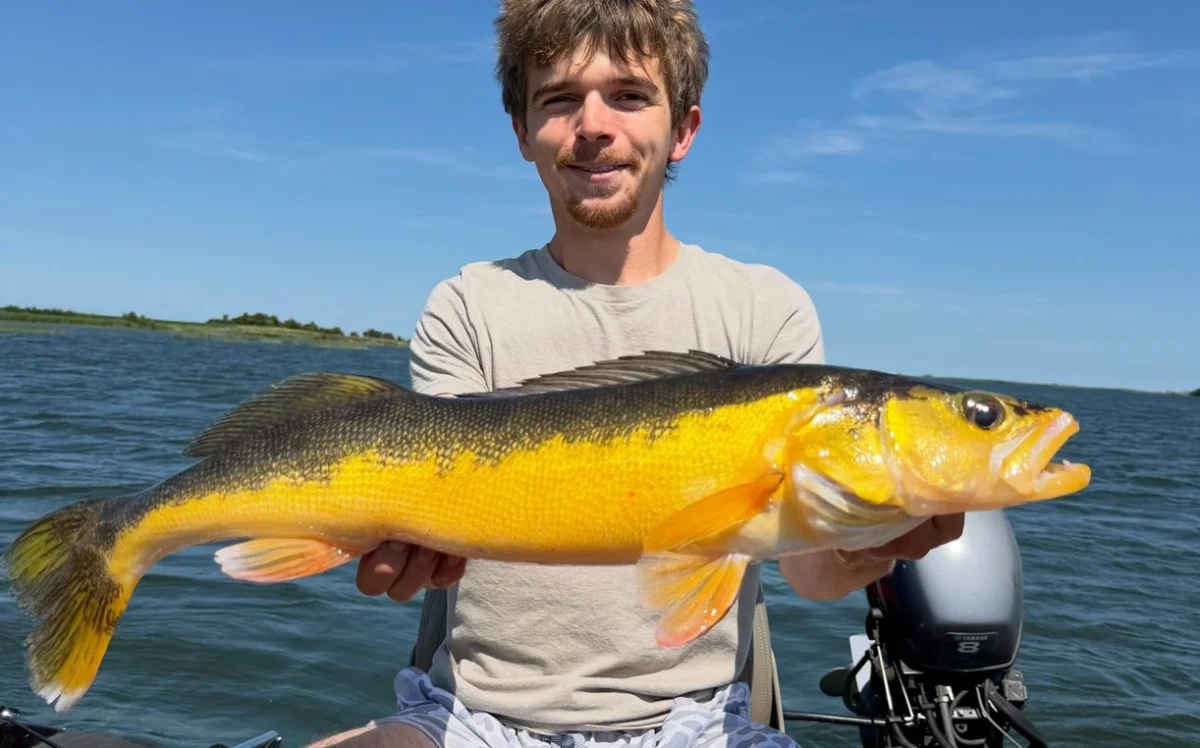 Rare Golden Walleye Catch in North Dakota Highlights Genetic Phenomenon and Conservation Success