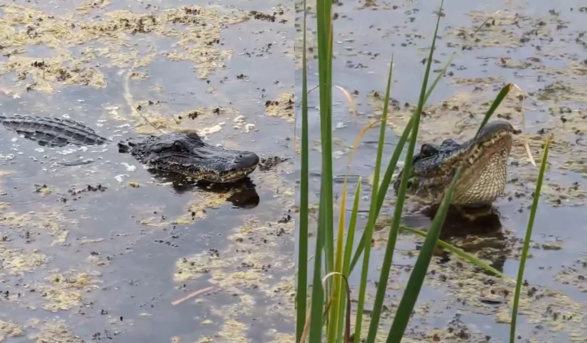 The Acoustic Power of the American Alligator Deep Bellows and Territorial Signaling at Aransas National Wildlife Refuge