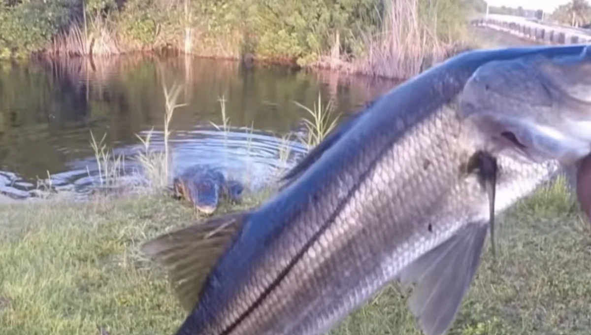Florida Man Reeling in a Snook in the Everglades Gets Interrupted by a 6-Foot Alligator in Terrifying Viral Video