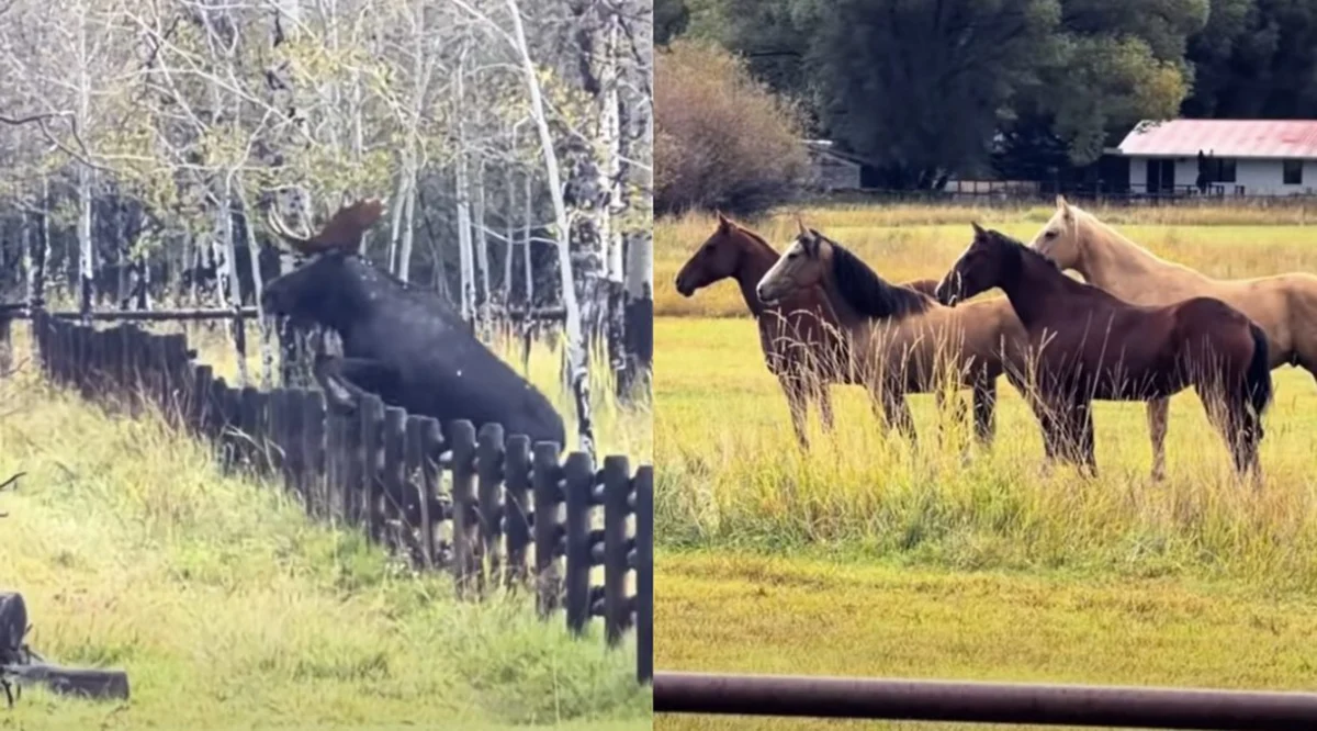 When a Massive Wyoming Moose Taught a Local Herd of Horses How to Ignore Boundary Fences