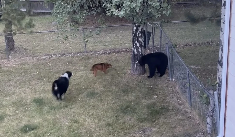 When Apex Predators Meet Domestic Defenders: A Bozeman Black Bear Learns the Hard Way That Backyard Canines Rule Their Domain