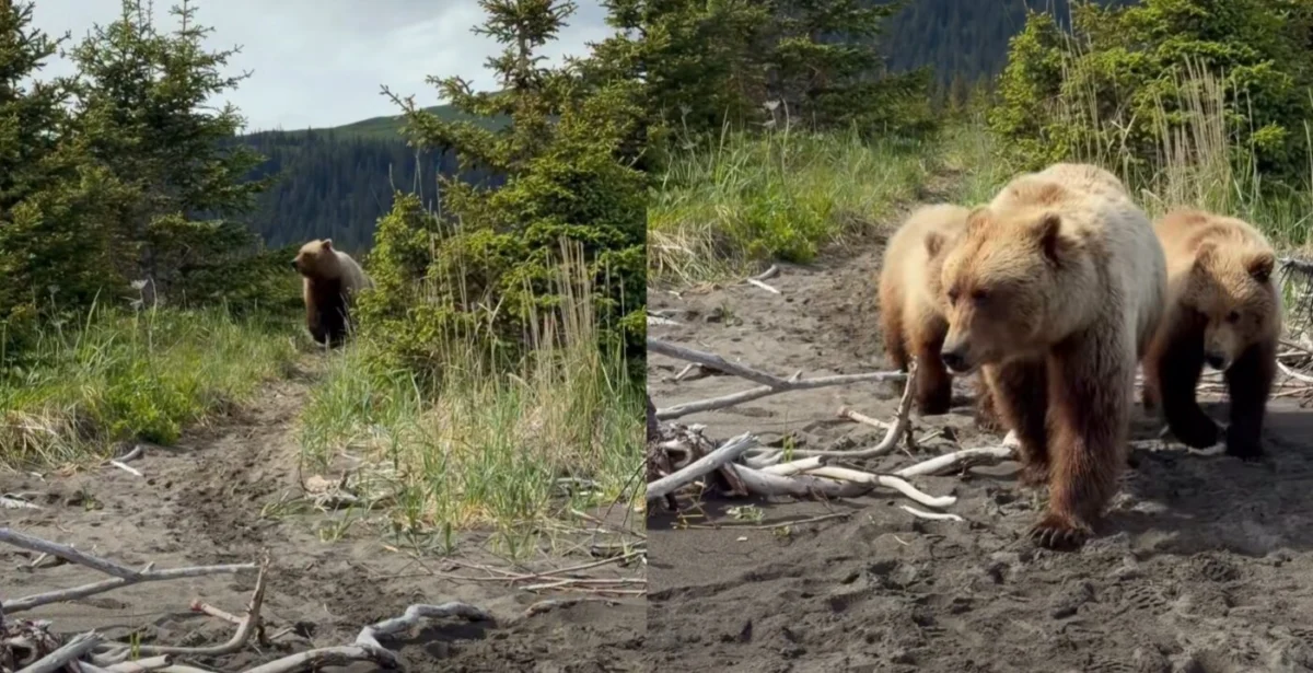 When Nature Claims the Right of Way: Alaskan Wildlife Guide Navigates Tense Encounter with Grizzly Sow and Cubs on Active Trail