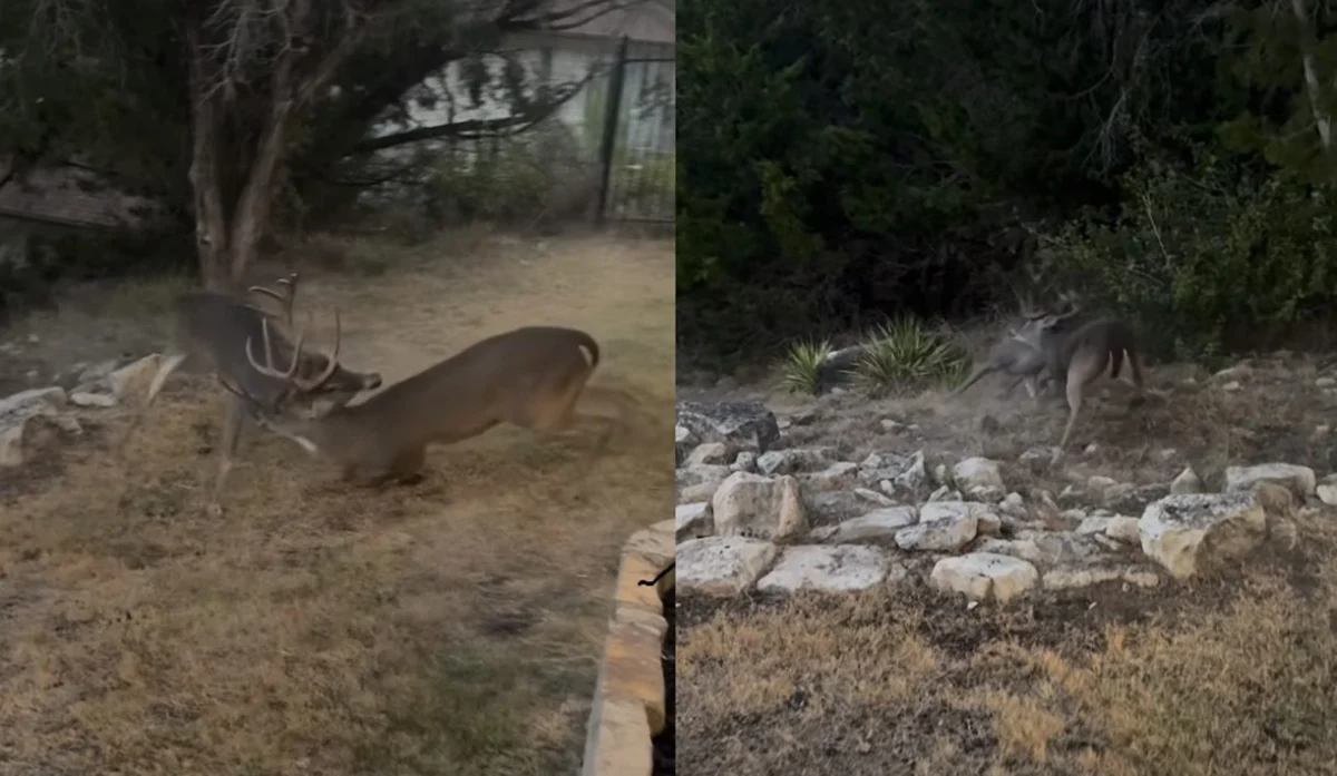 Wild-To-Mild Backyard Battle: Texas Homeowner Captures Close-Up Footage of Massive Bucks Clashing During Peak Rut