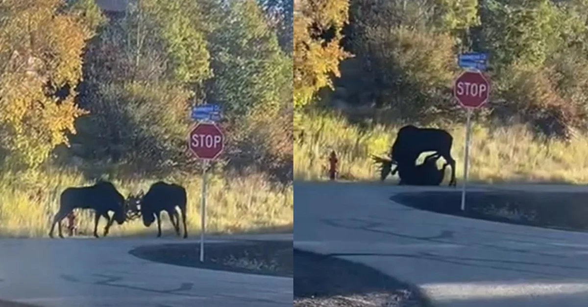 Two Big Bull Moose Get Into Colorado Street Fight, & There’s A Clear Winner | Whiskey Riff